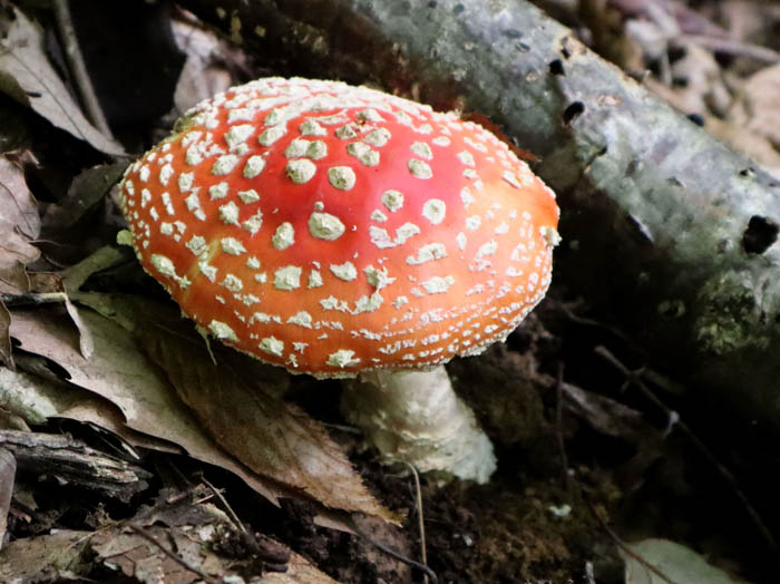 photoベニテングタケ