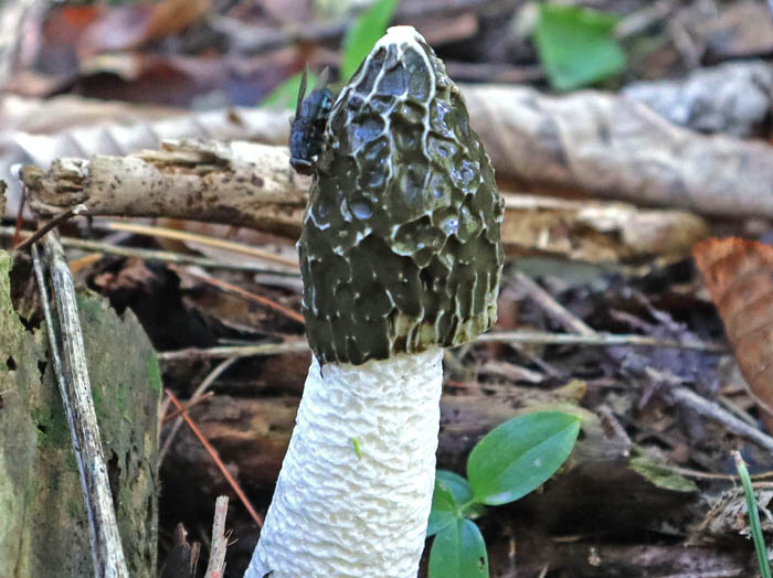 photoスッポンタケ