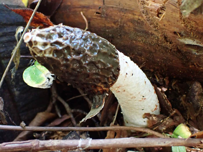 photoスッポンタケ