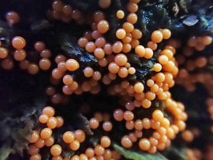 photo変形菌ヌカホコリ