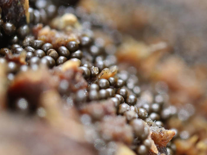 photo変形菌ヌカホコリ