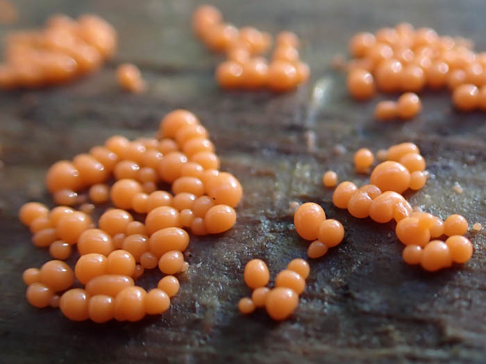 photo変形菌ヌカホコリ