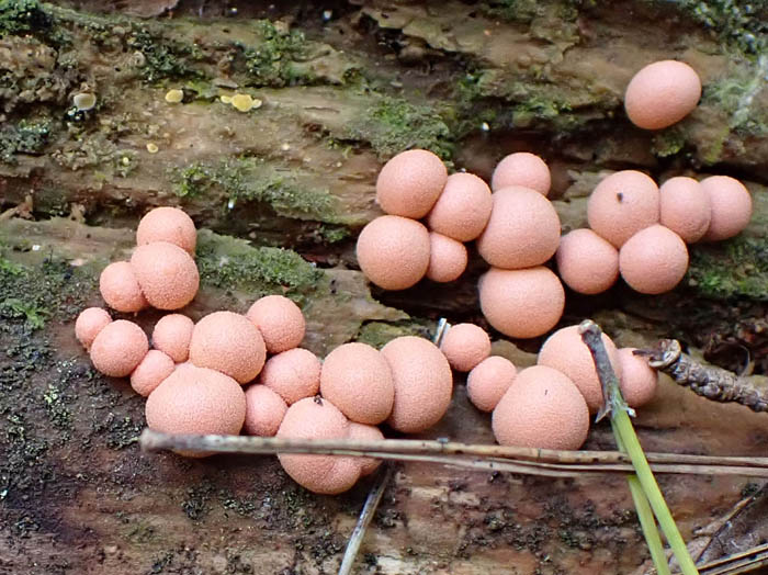 photo変形菌マメホコリ