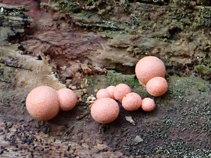 photo変形菌マメホコリ