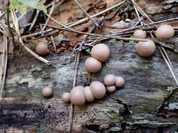 photo変形菌マメホコリ
