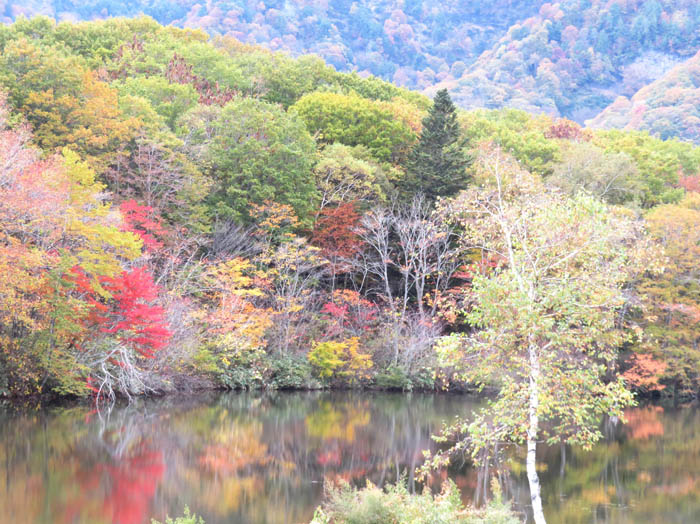 photo10紅葉の鏡池