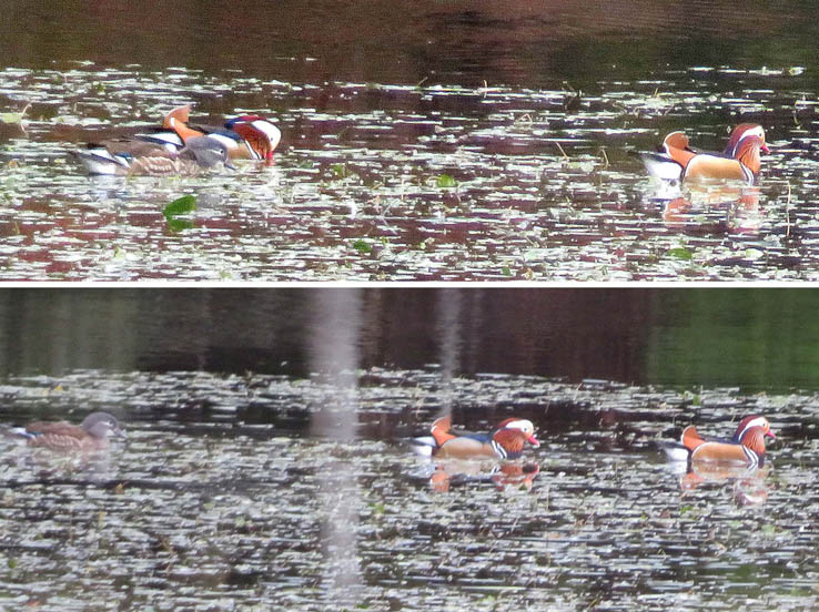 photo12キラキラ光る水面にオシドリ