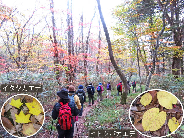 photo14紅葉の中を歩く