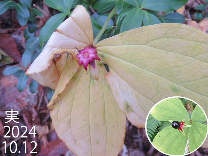 photoツクバネソウ落果の後