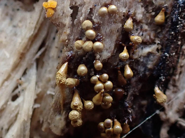 photo粘菌エツキケホコリ