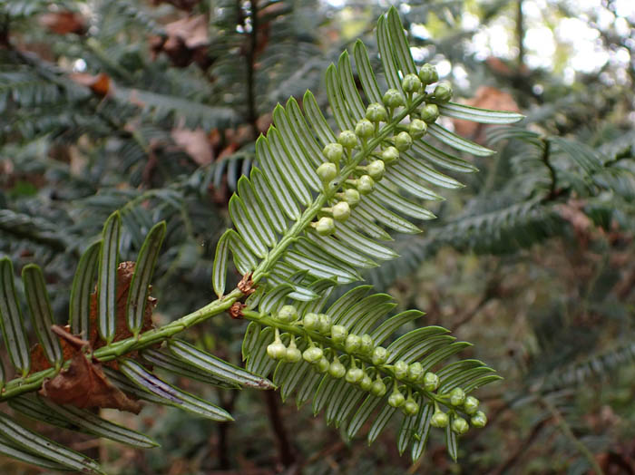 photoハイイヌガヤ胞子嚢