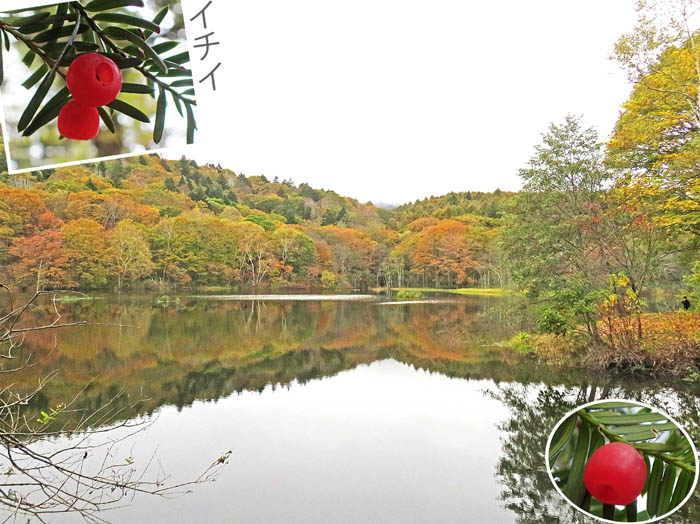 photo4小鳥ヶ池とイチイの実