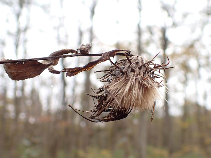 photoタチアザミ