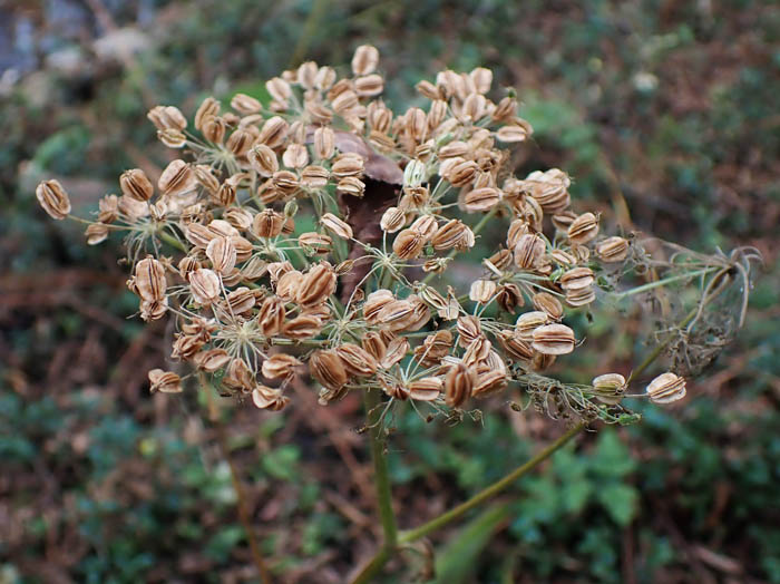 photoヒュウガセンキュウ