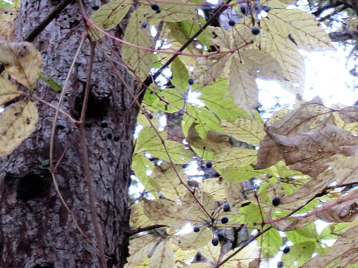 photoコシアブラ