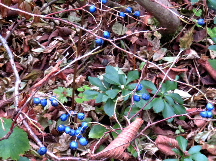 photoサワフタギ