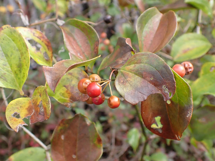 photoサルトリイバラ実