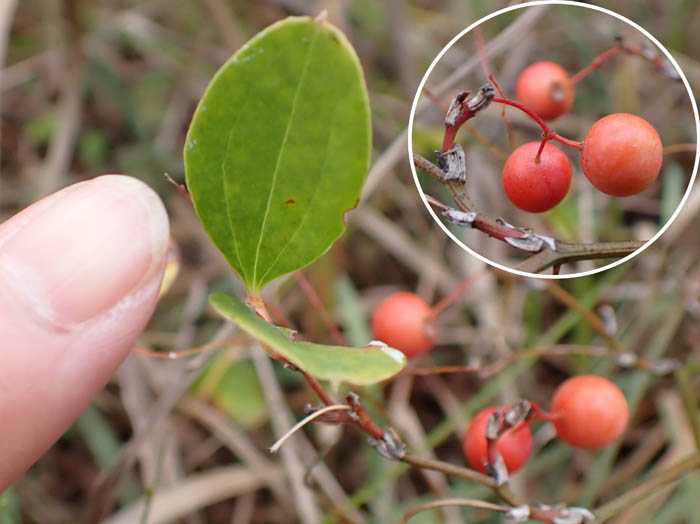 photo11サルマメ実