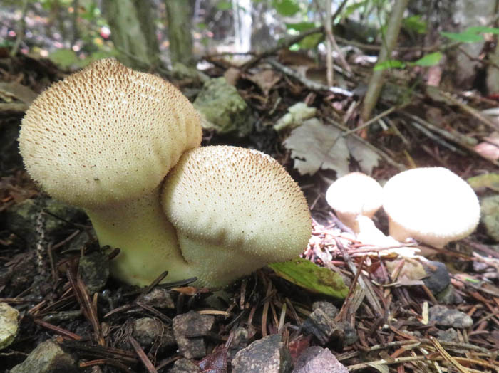 photoホコリタケ