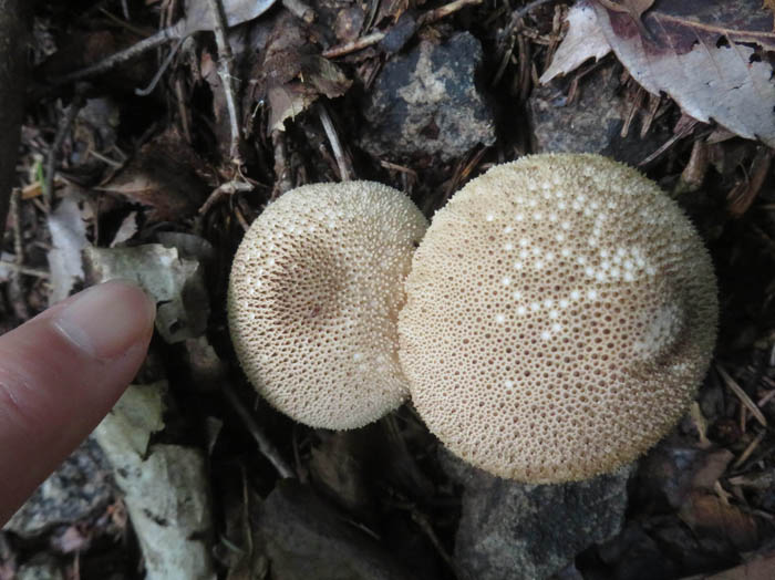 photoホコリタケ