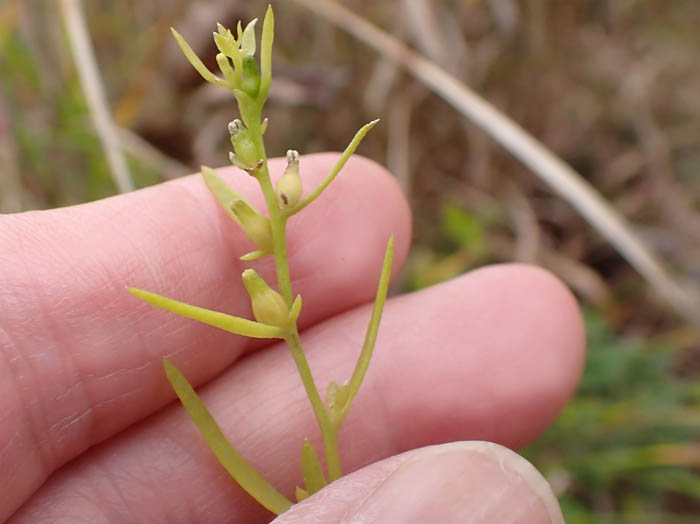 photo14とっても小さなカナビキソウ実