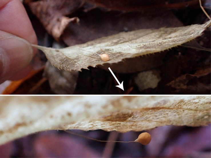 photo15木の葉に虫の卵かな