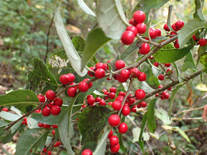 photo2ウメモドキ実