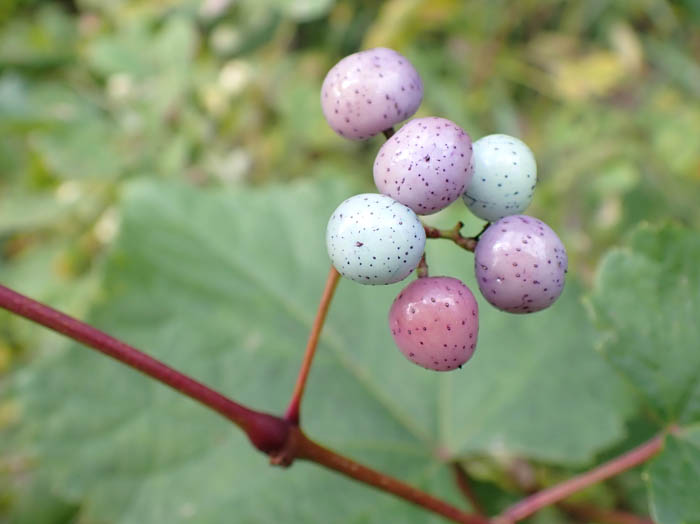 photoノブドウ