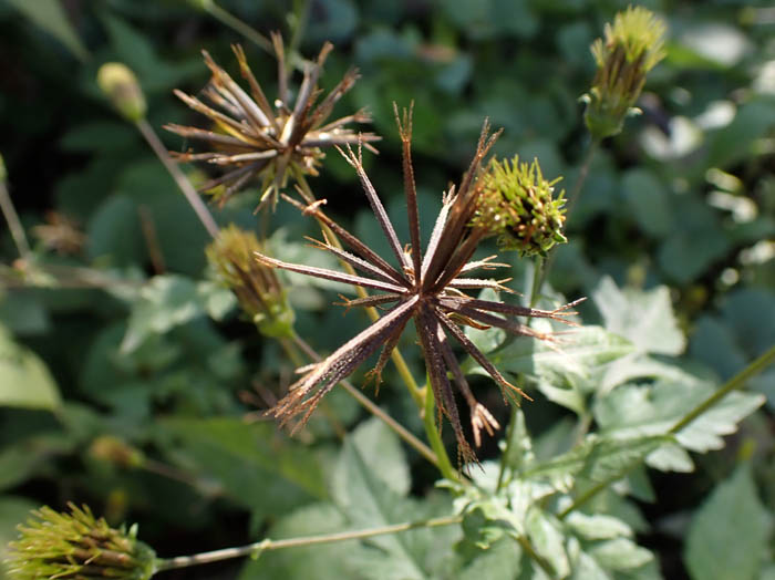 photoアメリカセンダングサ