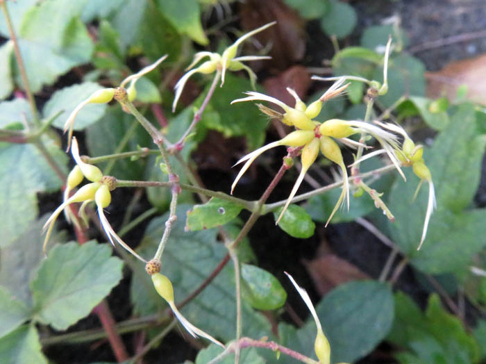 photoボタンヅル