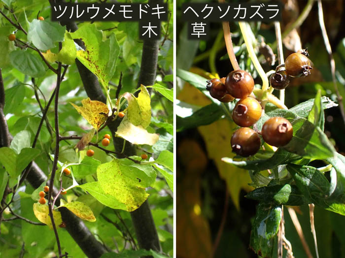 photo7ツルウメモドキ,ヘクソカズラの実