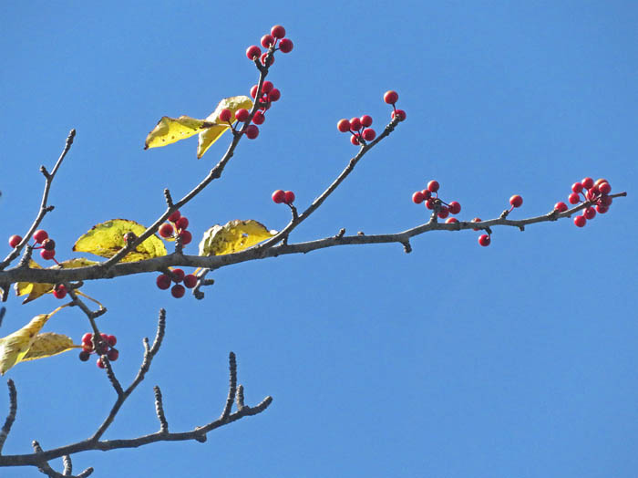 photo11アオハダ