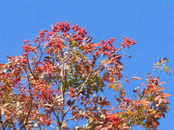 photoナナカマド