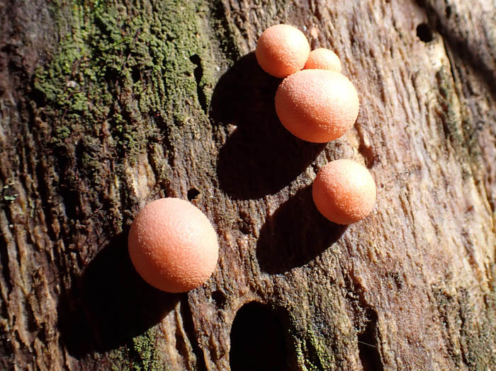 photoマメホコリ