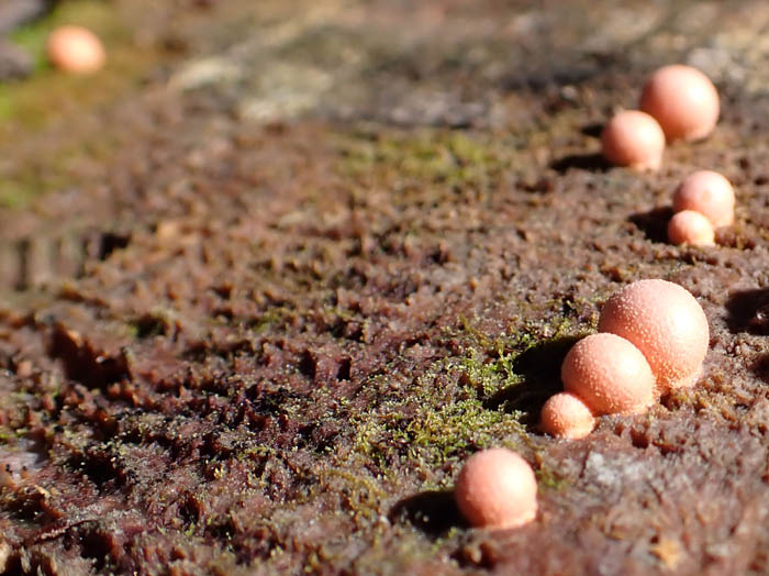 photoマメホコリ