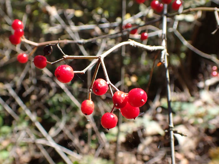 photo3コバノガマズミ