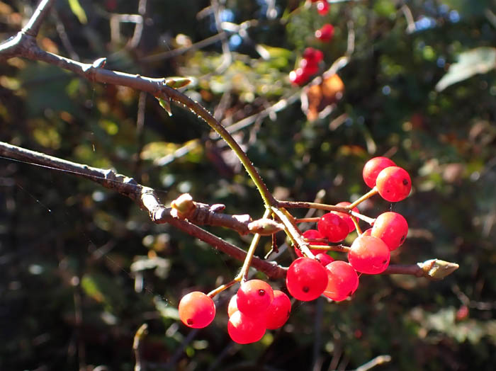 photo4ミヤマガマズミ