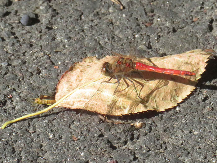 photo赤トンボ