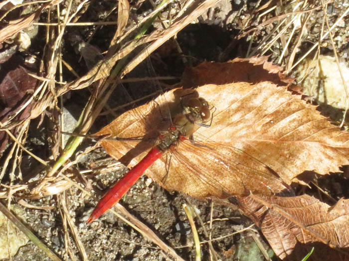 photo赤トンボ