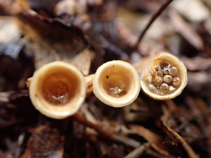 photoコチャダイゴケ