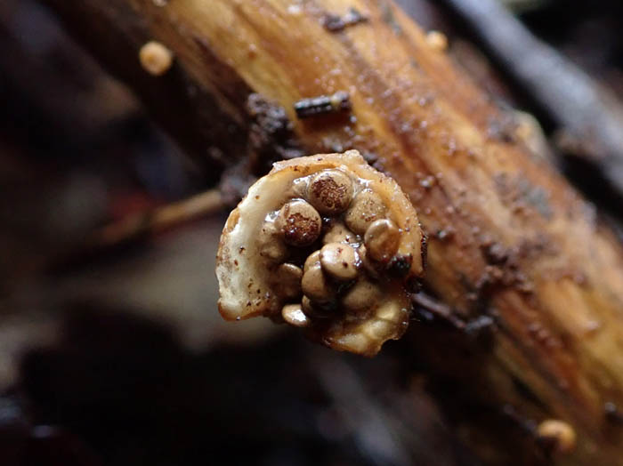 photoコチャダイゴケ