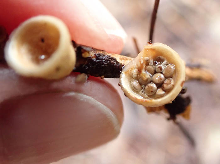 photoコチャダイゴケ