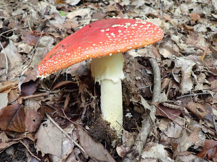 photoベニテングタケ