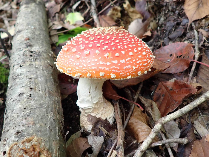 photoベニテングタケ