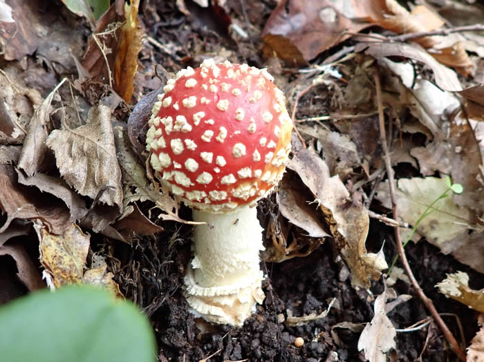 photoベニテングタケ