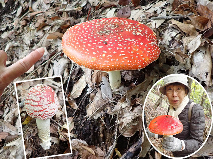 photoベニテングタケ