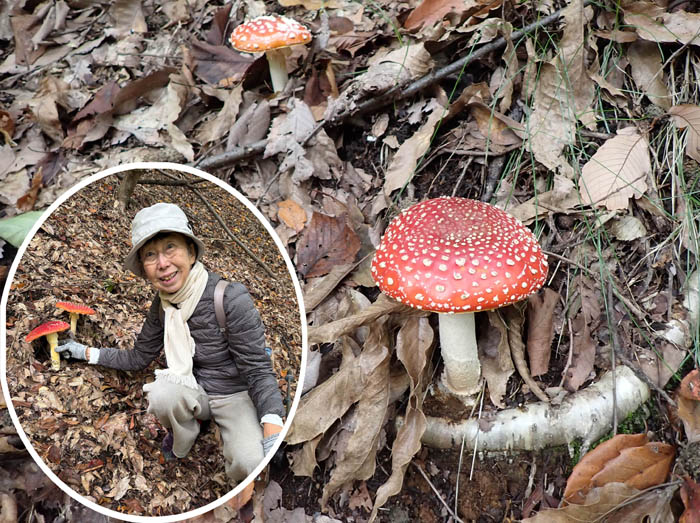 photo15大きなベニテングタケ