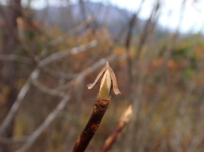 photoリョウブ冬芽