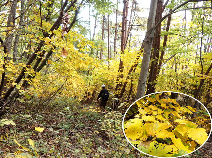 photo4ダンコウバイの中を下る人