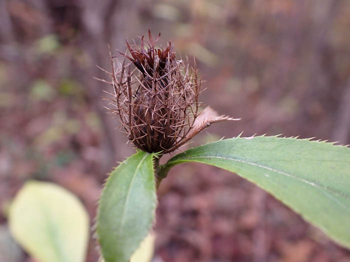 photoオケラ総苞